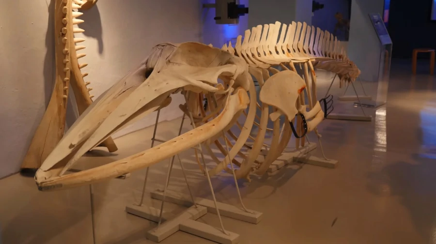 esqueleto ballena recreacion